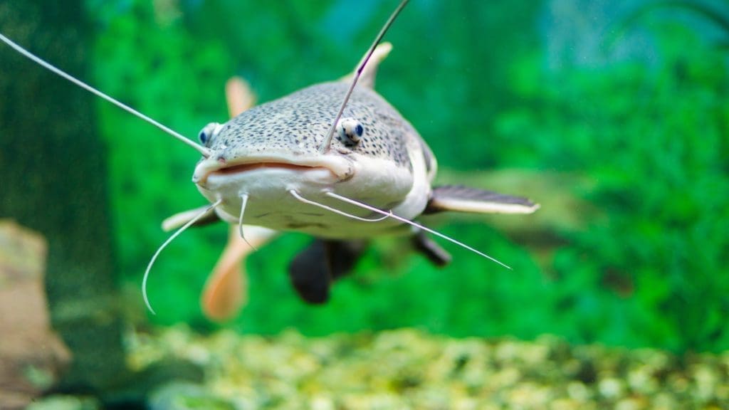 This is a picture of a catfish.