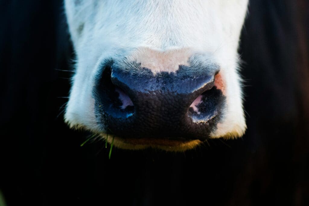 a cow, one of the animals sometimes involved in bestiality cases