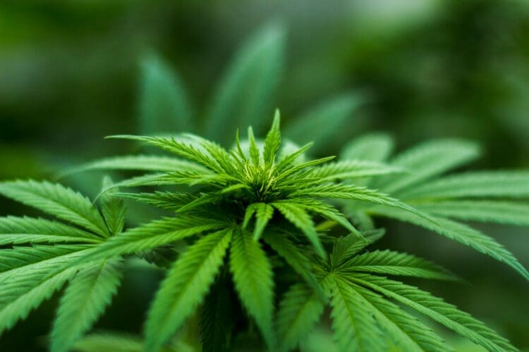 A cannabis plant, which is where CBD comes from.