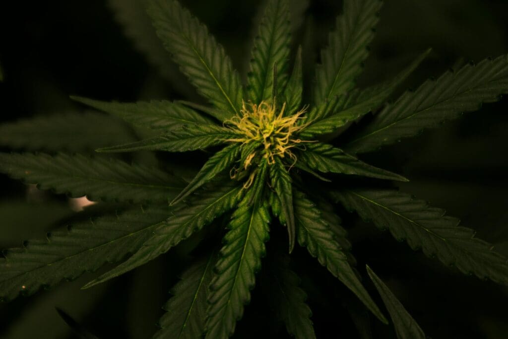 A marijuana plant