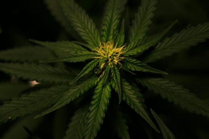 A marijuana plant